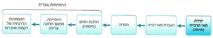 (בספר איור)